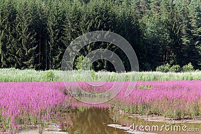 The lake Kammerweiher in Frankonia in Germany Stock Photo