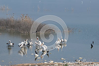 Lake Karla , Greece , wild flora and fauna Stock Photo