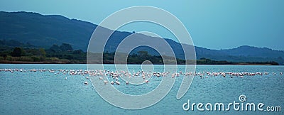 Lake Korission is a very important ecosystem of Corfu, where many migratory birds like pink flamingos stop Stock Photo