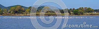 Lake Korission is a very important ecosystem of Corfu, where many migratory birds like pink flamingos stop Stock Photo