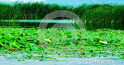 Lake, Lakes,Wetland,Huaiyang east lake Stock Photo