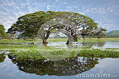 Lake landscape - gigantic trees with water reflection Stock Photo