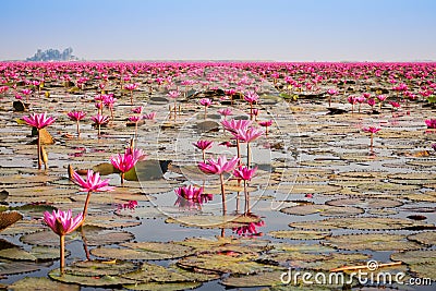 Lake With Lotos Flowers Stock Photo