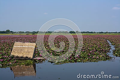 Lake of Lotus in nature Stock Photo