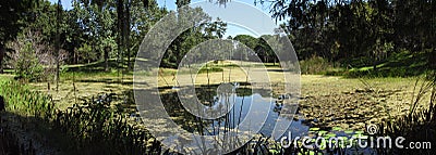 Lake in lush park in Florida Stock Photo