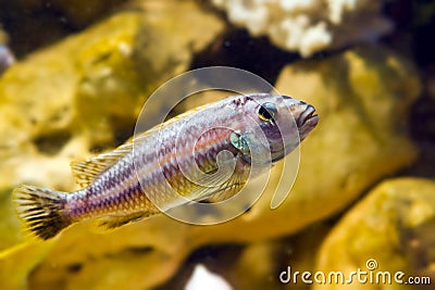 Lake Malawi Maingano cichlid, mbuna Melanochromis fish species in pseudo marine aquarium with natural looking stone background Stock Photo