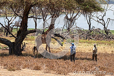 Lake Naivasha, Kenya -Tourist and his guide photograph a giraffe on a walking safari Editorial Stock Photo