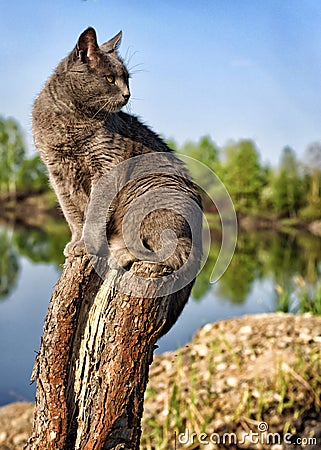 Lake pedigreed cat Stock Photo