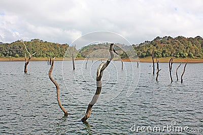 Lake, Periyar National Park Stock Photo