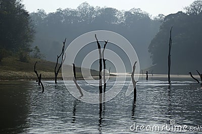 Lake, Periyar National Park, Kerala, India Stock Photo