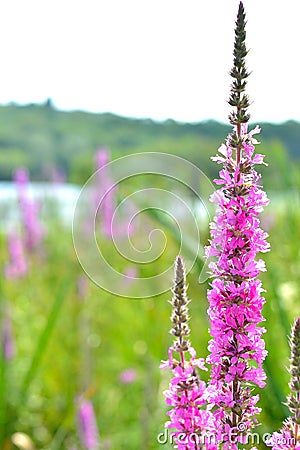 lake pink flowers Stock Photo