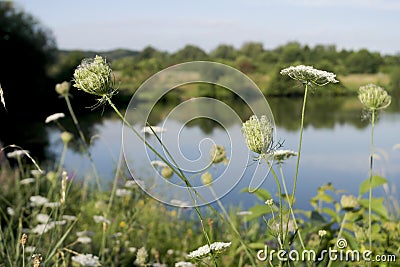 Lake plants flowers landscape Stock Photo