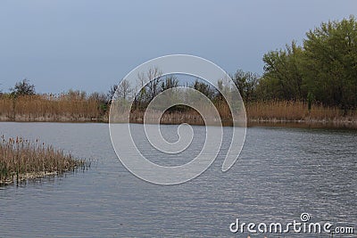 Lake pond water trees spring reeds blue summer ruffle the wind in the sky Stock Photo