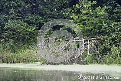 Lake on rainy day with dead fallen tree Stock Photo