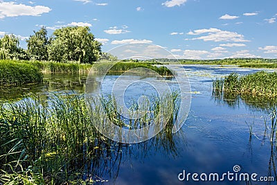 Lake with reeds and water lilies Stock Photo