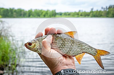 Lake roach fish Stock Photo