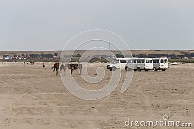 Horses on Lake Shalkar and GAZelle minibuses in which people came to relax on the lake. Editorial Stock Photo