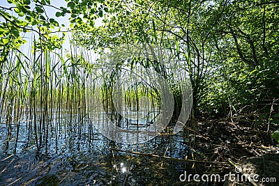 Lake shore with reed Stock Photo