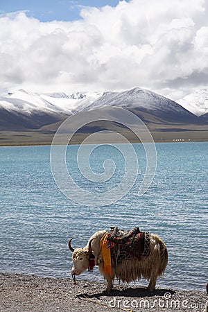 Lake,snow moutains & yak Stock Photo