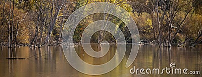 lake with submerged trees Stock Photo