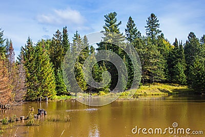 The lake surrounded by evergreen firs Stock Photo