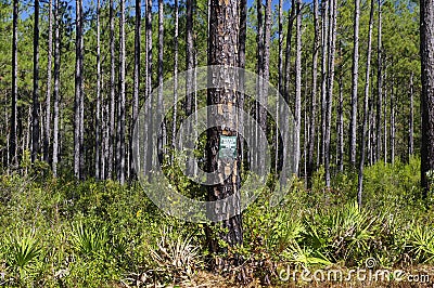 The tall glorious pine trees. Tallahassee, Florida, USA Stock Photo