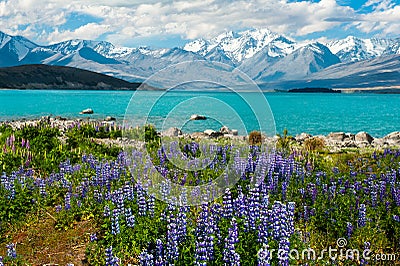 Lake Tekapo Stock Photo