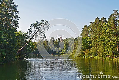 The lake and the tilted pine Stock Photo