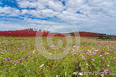 Crowded people going to the Miharashi Hill to see the red kochia bushes in the Hitachi Seaside Park. Kochia Carnival. Editorial Stock Photo