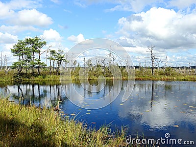 Lake and tree in Aukstumalos swamp, Lithuania Stock Photo