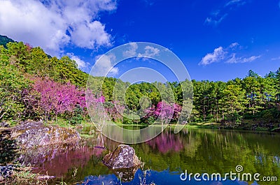 Lake Tree Khun Wang Inthanon Chiang Mai Thailand Stock Photo