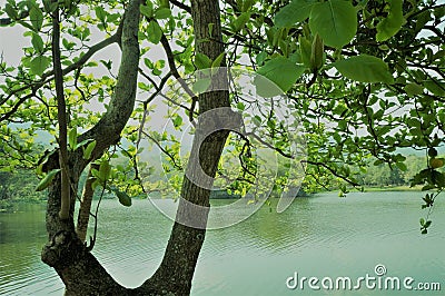 Lake through tree and leaves Stock Photo