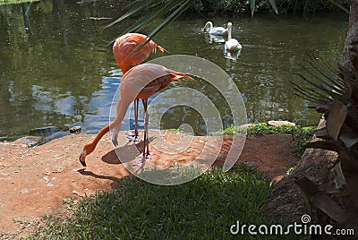 Pink flamingos and swans in the tropical garden Editorial Stock Photo