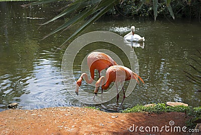 Pink flamingos and swan in a tropical environment Editorial Stock Photo