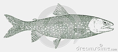 Lake trout, a freshwater char from North America in side view Vector Illustration