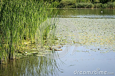 Lake under Blue Sky Stock Photo