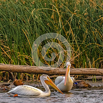 Lake Utah wildlife with pelicans and ducks Stock Photo