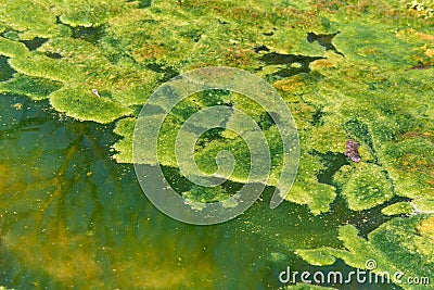 lake vegetation frog silk Stock Photo