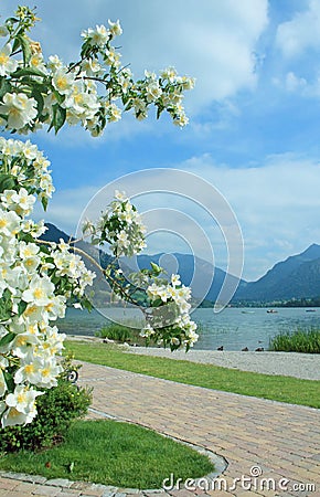 Lake view schliersee, blooming yasmine bush Stock Photo