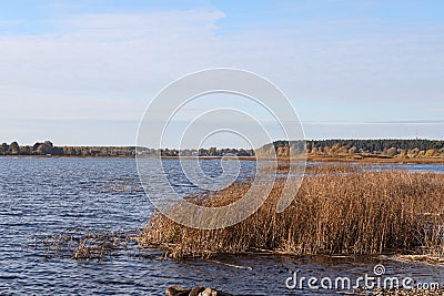 Lake view with seagrass and forest in background Stock Photo