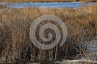 Lake view with seagrass and forest in background Stock Photo