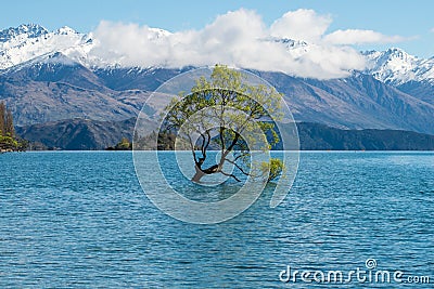 The Lone tree of lake Wanaka the fouth largest lake of New Zealand in spring season. Stock Photo