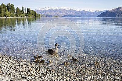 Lake Wanaka shoreline with ducks, Roys Bay, Wanaka, New Zealand Stock Photo