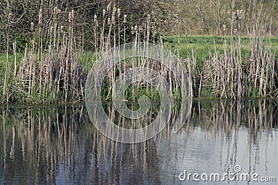 Lake water green grass