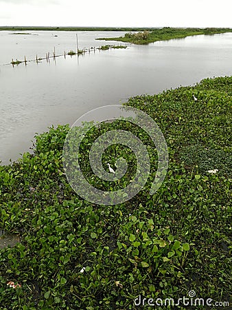 Lake Waterfowl Stock Photo