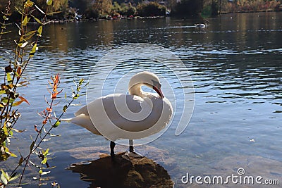 Lake of Werdenberg, Switzerland with swan Stock Photo
