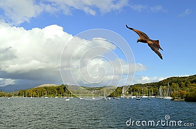 Lake Windermere in Cumbria Common buzzard in flight Stock Photo