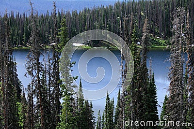 The lake in Wyoming surrounded by dead pines. Stock Photo