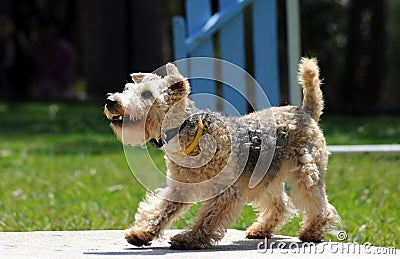Lakeland Terrier Stock Photo