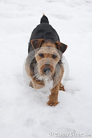 Lakeland Terrier in the snow Stock Photo